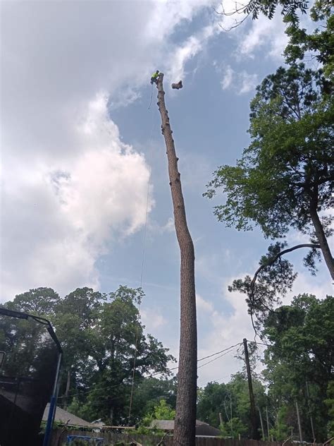 osorio tree service houston